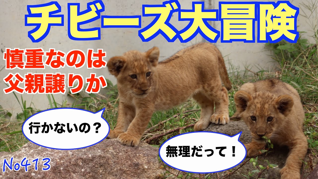 No. 413: Lion's Cautious Behavior: Earth and Silk's Great