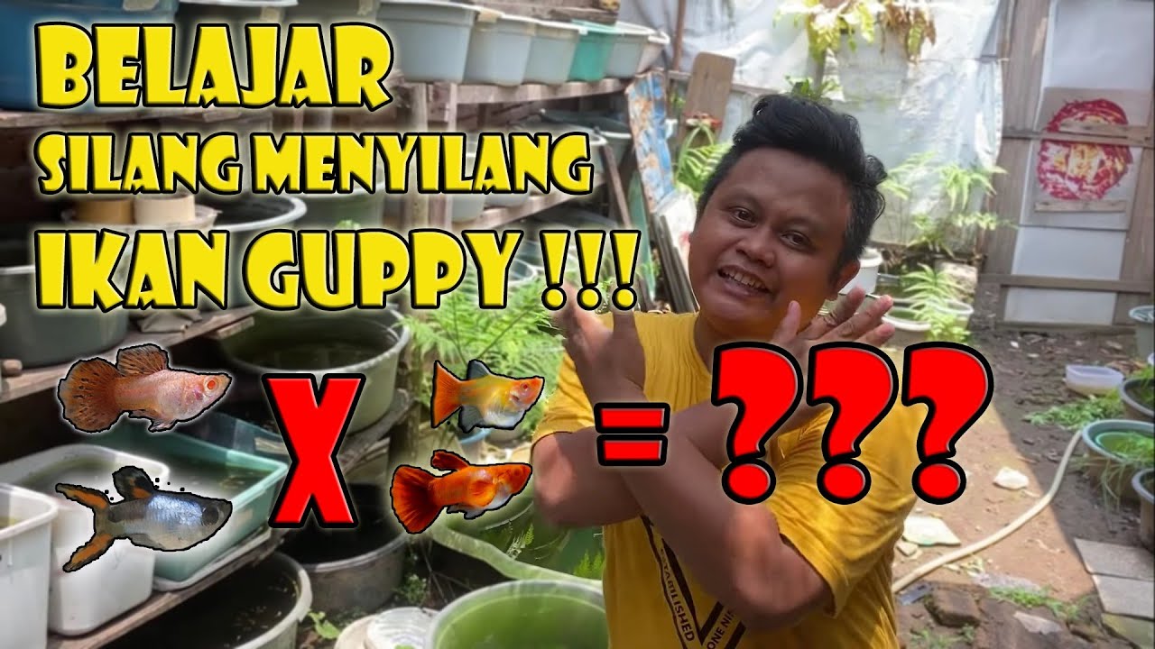 Belajar silang menyilang guppy short body‼️ | pingu short body untuk diexport