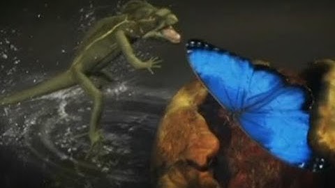 Basilisk lizard runs on water to catch a butterfly| CCTV English