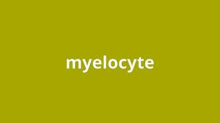 what is the meaning of myelocyte.