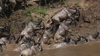 Serengeti Wildebeest Migration Safari Cost 2027 | Mara River Crossing | Oneten Safari