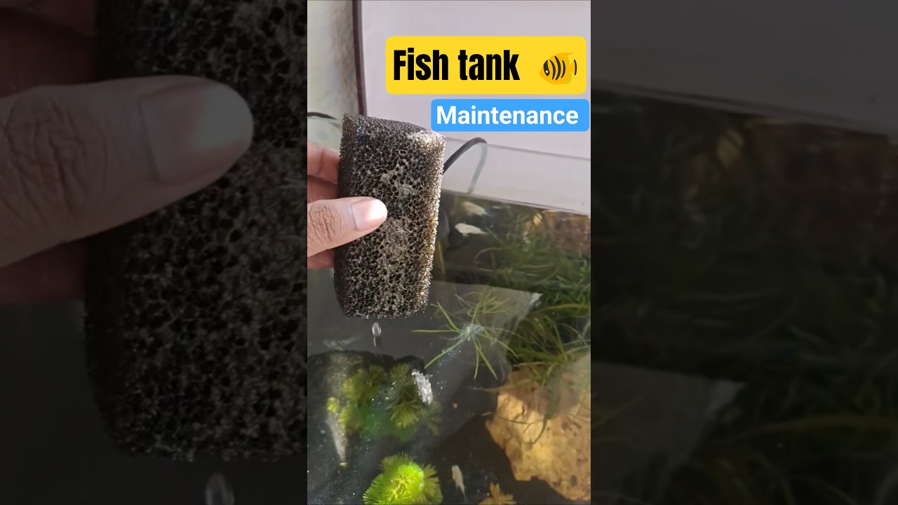 Fish tank maintenance tips for beginners 