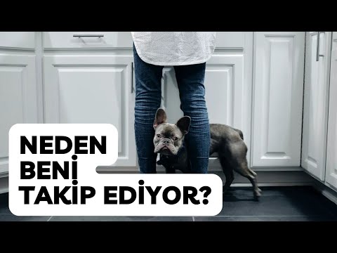 Video: Köpeğim Neden Kamyonlardan Korkuyor?