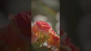 2026/05/11 #ばら苑 #アクセスロード #LUMIX #S1RII #Cinematic #8K動画 #rose #flowers #nature #takumar #garden #8k