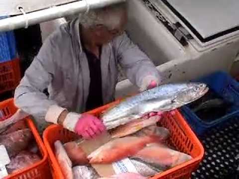 COMMERCIAL FISH CATCH UNLOAD,