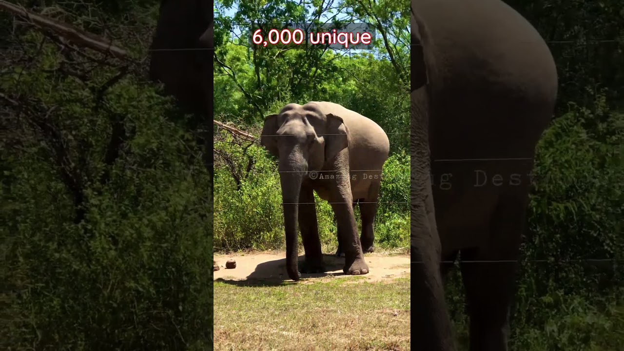 You Won&rsquo;t Believe What We Found at the Jungle&rsquo;s Edge.. #shorts