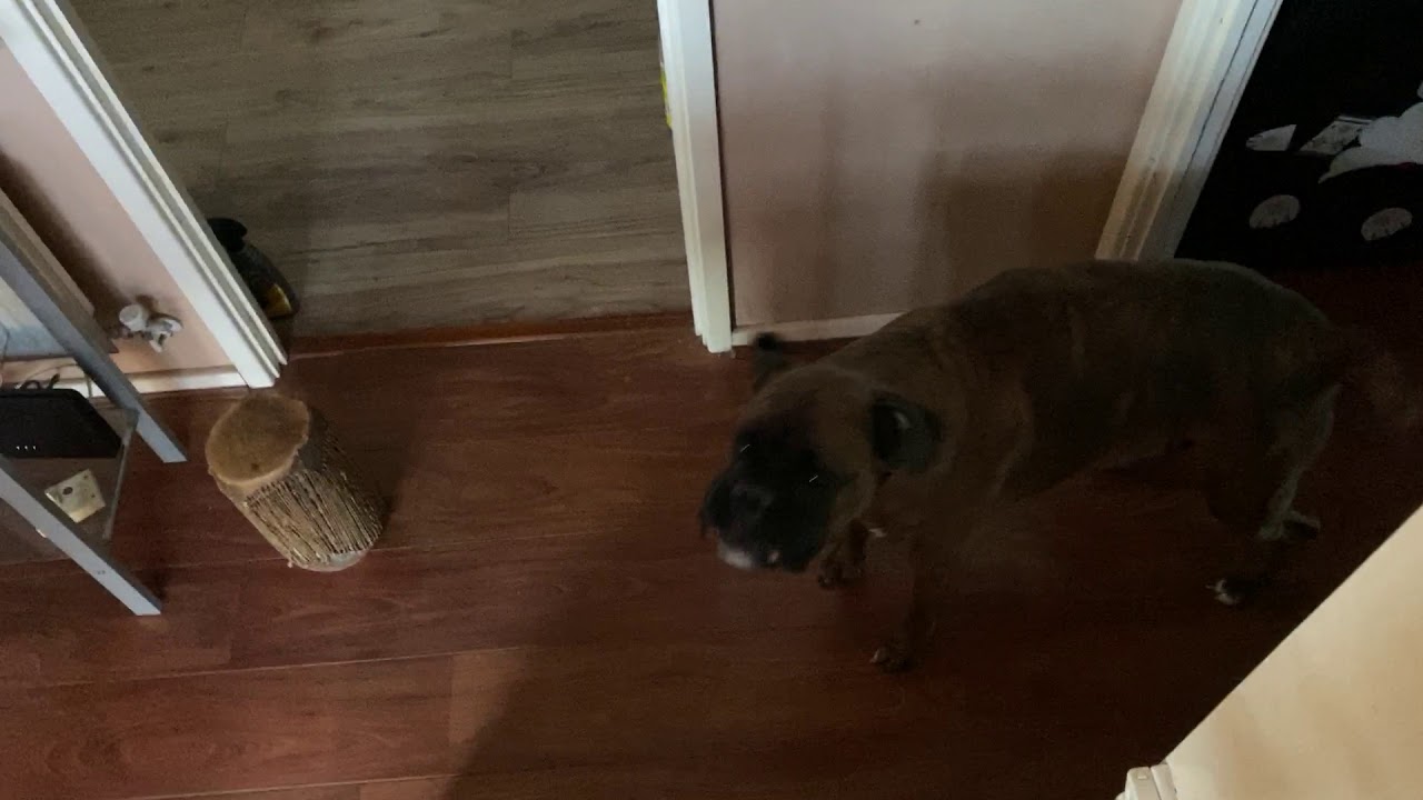 Mr Jay My Boxer Dog Barking For The NHS YouTube