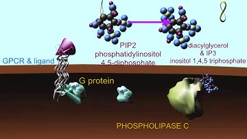 SECOND MESSENGER IP3 INOSITOL 1,4,5 TRIPHOSPHATE