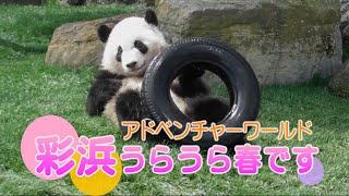 彩浜　うらうら春です　アドベンチャーワールド