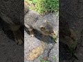 リスに噛まれた瞬間