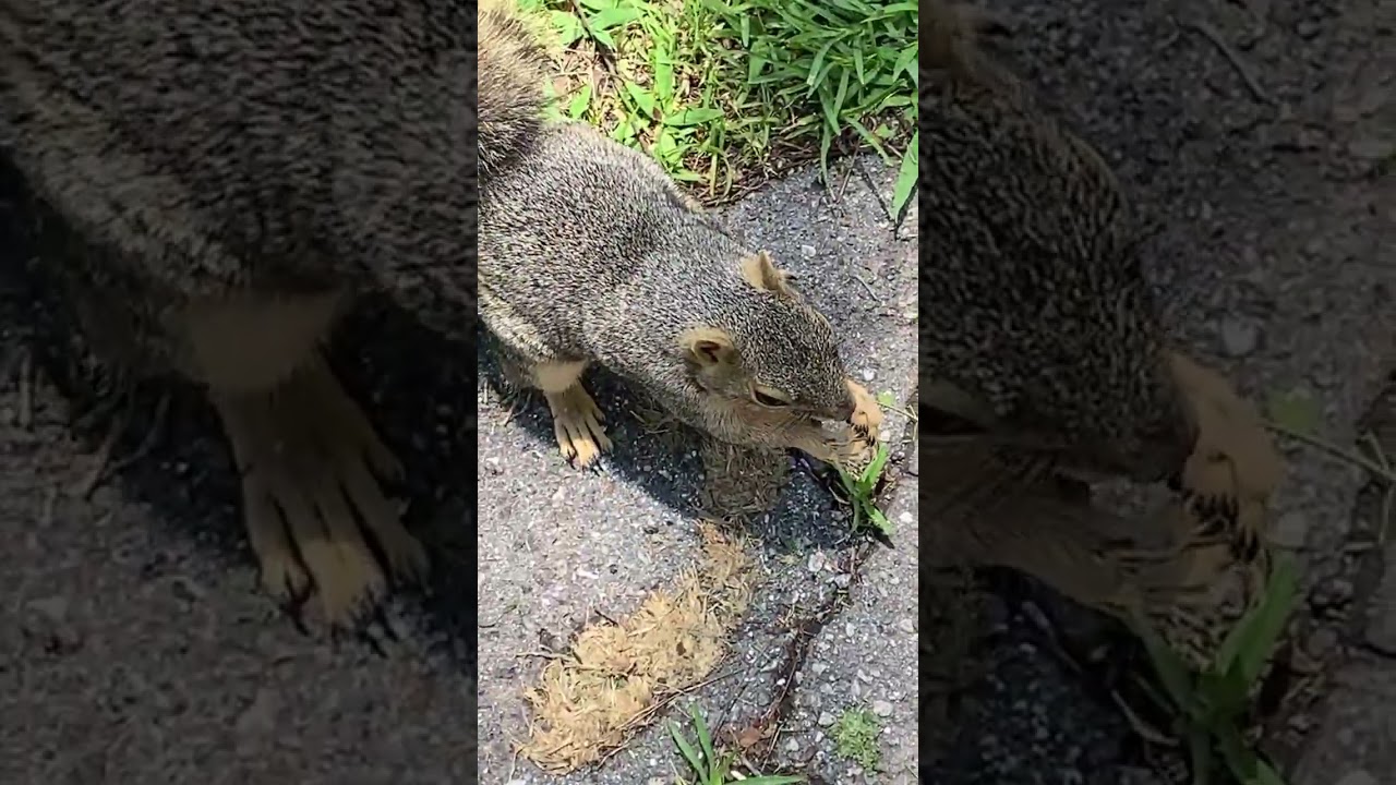 リスに噛まれた瞬間