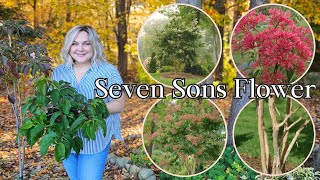 1 Shrub 4 Seasons of Beauty! Seven Sons Flower Temple of Bloom - Heptacodium Miconioides PW