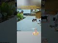 Goat video#animal _025#animals#shorts