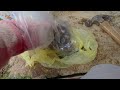 How I Process Black Walnuts #walnuts