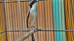 Suara Burung Pentet Gacor Terbaru 2017 - Durasi: 12:58. Suara Burung Pentet Gacor Terbaru 2017 - Durasi: 12:58.