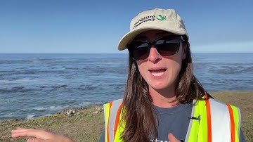 Drone surveys help scientists protect kelp forests