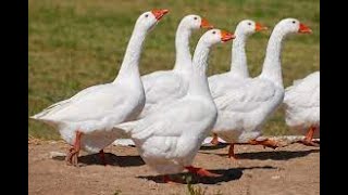 Part 71 My Weekend...What is called a group of geese