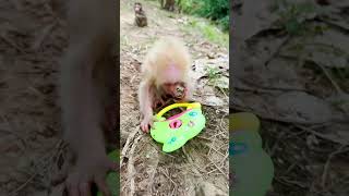 Taking care of baby monkeys #4 #monkey #shorts