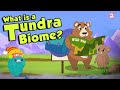 TUNDRA BIOME | What Is A Tundra Biome? | Tundra Region | The Dr Binocs Show | Peekaboo Kidz
