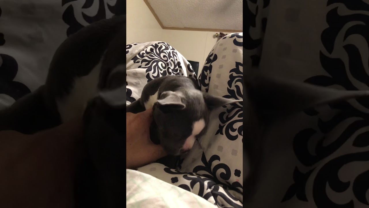 Cutest puppy of 2021 - YouTube