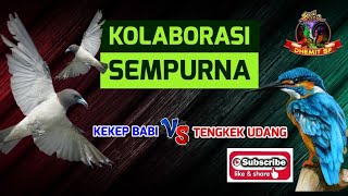 Kolaborasi Yang Sempurna, MASTERAN Burung Kekep Babi VS Tengkek Udang