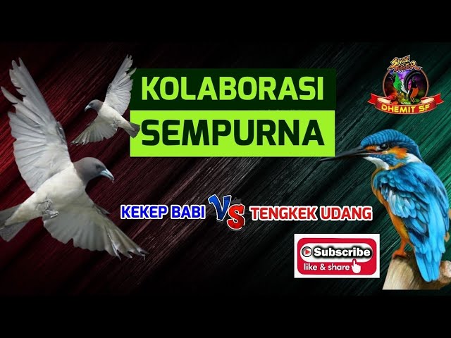 Kolaborasi Yang Sempurna, MASTERAN Burung Kekep Babi VS Tengkek Udang class=