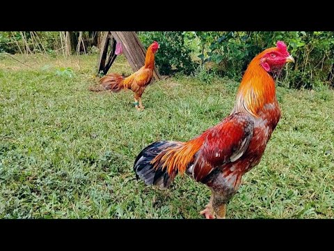 Shamo asil kinabuhing bol-anon 