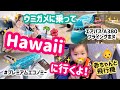 【ハワイ旅行】ANAのフライングホヌに乗ってハワイに行くよ🌺✈️