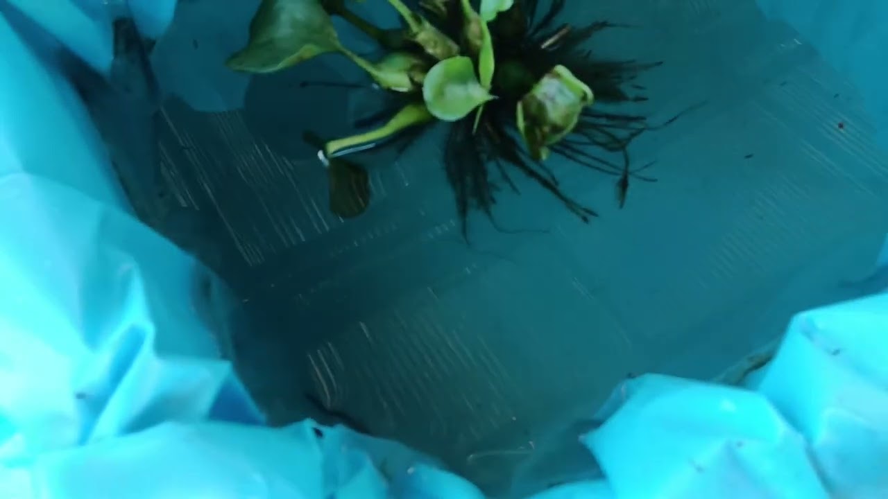 បង្កាត់សារជាថ្មី ពូជសាច់លឿង yellow galaxy 