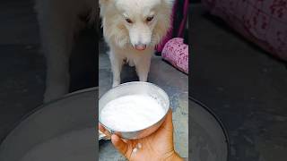 सुधा समिति में दूध देने जा रहे?️। milk production ?shortfeed minivlog trending facts viral