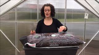 Biolanin Essi Antaa Varmat Vinkit Miten Onnistut Tomaatintaimien Istutuksessa