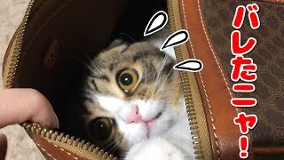 隠れ家が秒でバレた子猫【スコティッシュフォールド】【Scottish Fold】