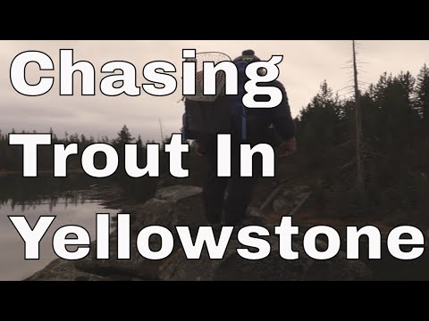 Chasing Fall Browns in Yellowstone National Park #flyfishing #travel