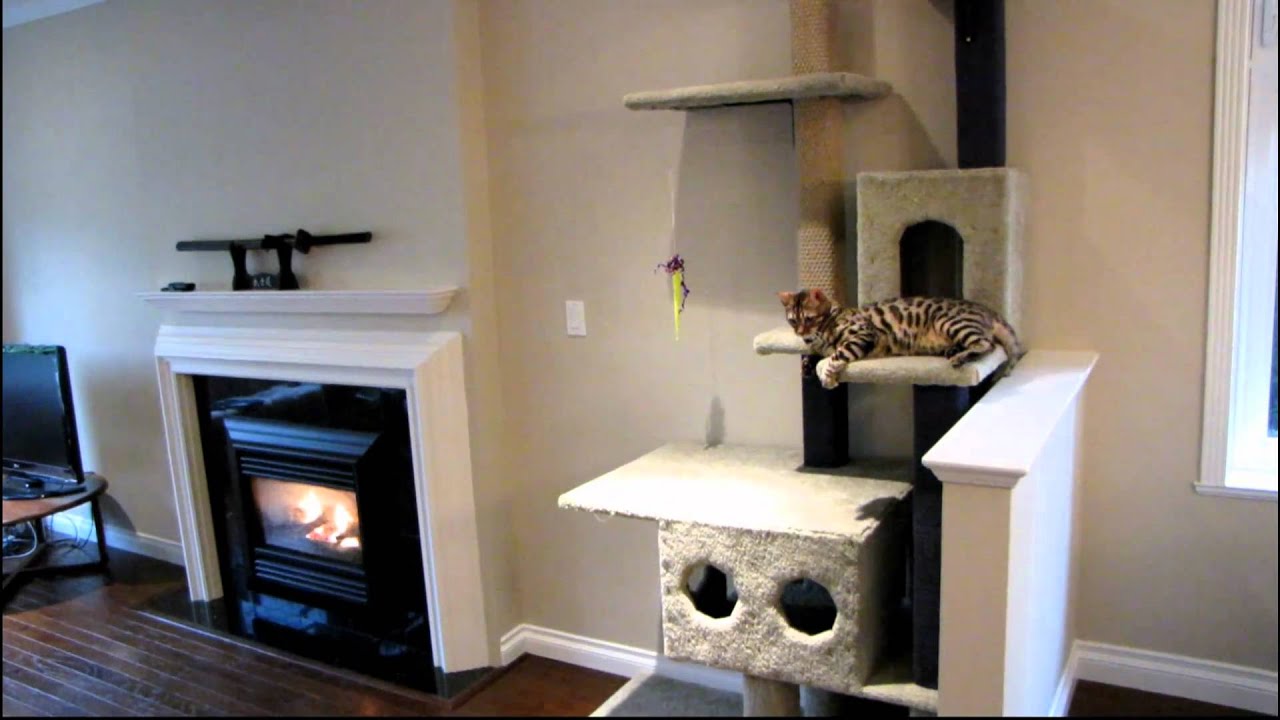 Cat Baseball With My Bengal Kitten Rocket Linus Cat Tips YouTube