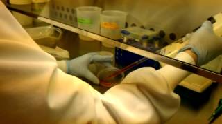 Learning Tissue Culture: Passaging RAW 264.7 Cells