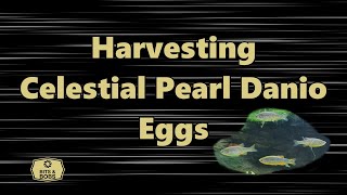 Harvesting Celestial Pearl Danio (CPD) Eggs