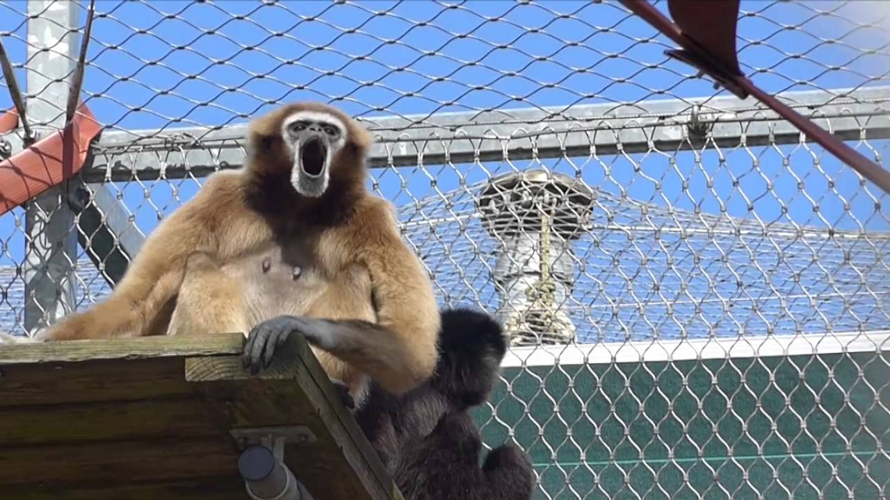 Zingende withandgibbons - Stichting AAP - YouTube