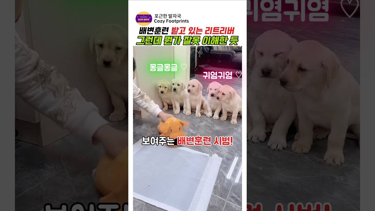 배변훈련을 배우는 리트리버 그런데 뭔가 잘못 이해한 듯ㅋㅋ #반려견 #반려동물 #귀여운강아지 #리트리버 #새끼강아지 #배변훈련 #강아지교육
