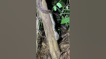 2.5 meter Snake attacks. 🐍 carpet python snake  #Shorts #australia #darwin