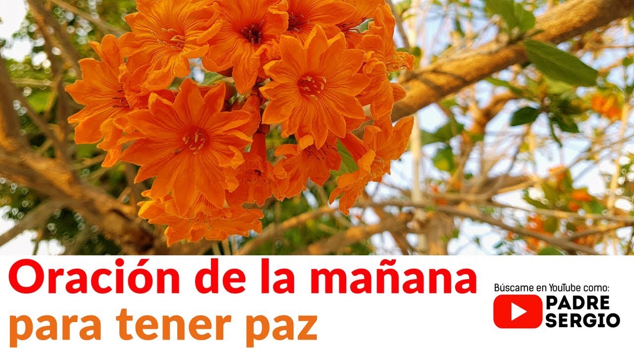 Oración de la mañana para tener paz - YouTube