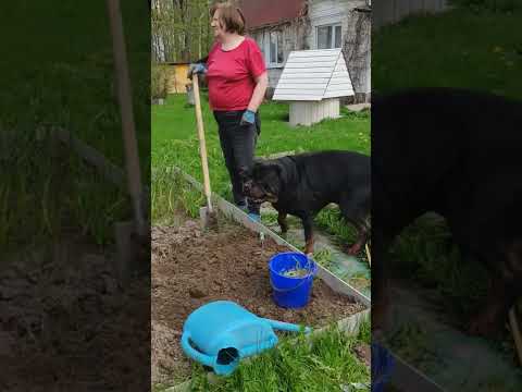Залихватский парень Дюша и полезная штука 🐕