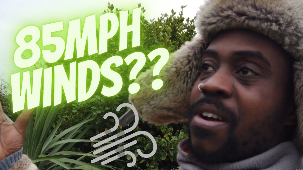 Collecting cuttings for propagating pt1 / 85MPH winds... which is why we NEED a windbreak / 