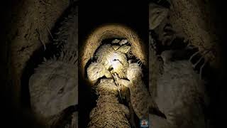 POV: You Follow the Spiny-Tailed Lizard Into Its Burrow… Then This Happens#shorts#shortsvideo#pov