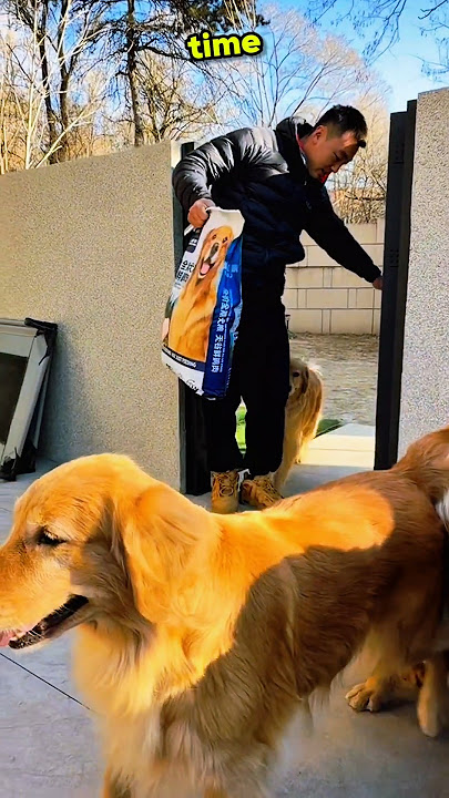 He Fed Dozens of Dogs😱😜#short#usa