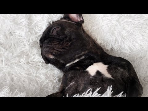 The Calmest Dog Breed In The World