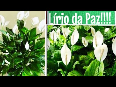 👉#LÍRIO DA PAZ!!! #planta que cultivo na sombra!!!!! 10 dicas  Simples🌳🌳🌳😍 - thptnganamst.edu.vn