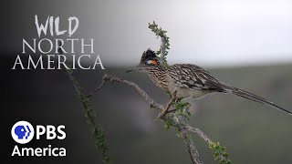 Wild North America - Deserts Edge (2018) | Full Documentary