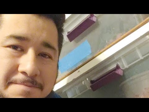 ball python breeders in ohio Excited About 2019