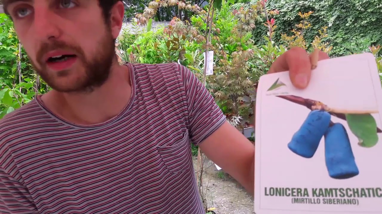 Mirtillo siberiano consigli pratici sulla coltivazione