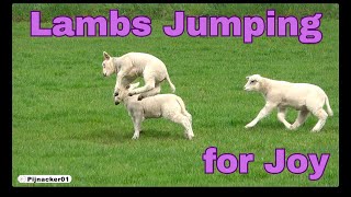 Lambs Jumping for Joy!